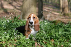 Basset Hound