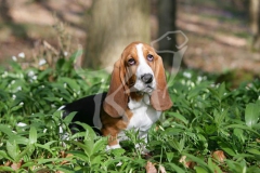 Basset Hound