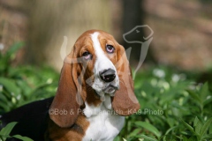 Basset Hound