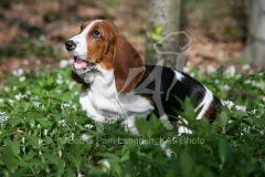 Basset Hound