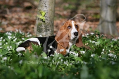 Basset Hound