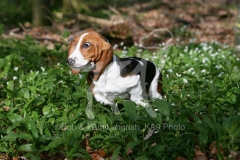 Basset Hound