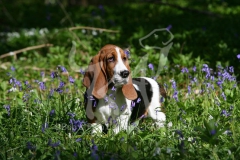 Basset Hound