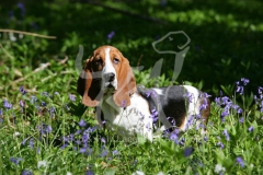 Basset Hound