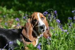 Basset Hound