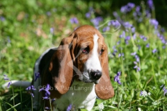 Basset Hound