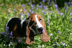 Basset Hound