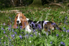 Basset Hound