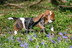 Basset Hound