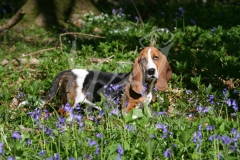 Basset Hound