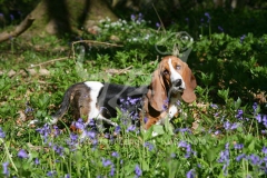 Basset Hound