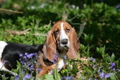 Basset Hound