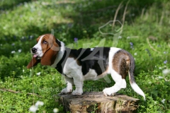 Basset Hound