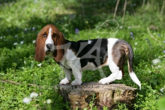 Basset Hound