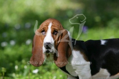 Basset Hound