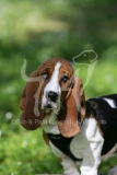 Basset Hound