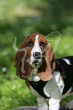 Basset Hound