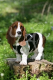 Basset Hound