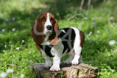 Basset Hound