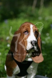 Basset Hound