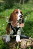 Basset Hound