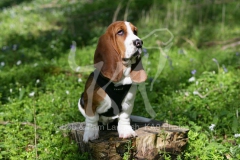 Basset Hound