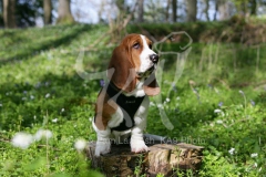 Basset Hound