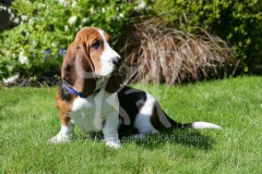 Basset Hound