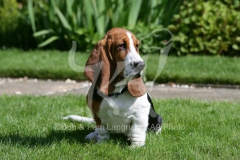 Basset Hound