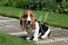 Basset Hound