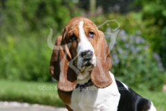 Basset Hound