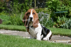 Basset Hound