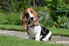 Basset Hound