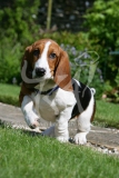 Basset Hound