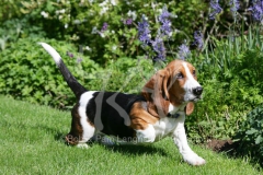 Basset Hound