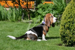 Basset Hound