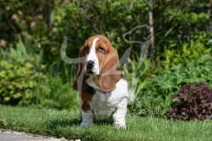 Basset Hound