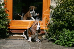 Basset Hound