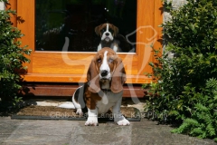 Basset Hound