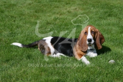 Basset Hound