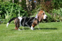 Basset Hound