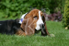 Basset Hound