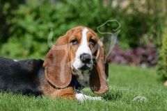 Basset Hound