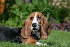 Basset Hound