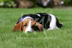 Basset Hound