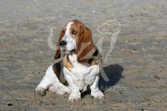 Basset Hound