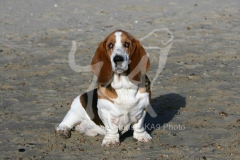 Basset Hound