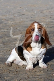 Basset Hound