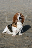 Basset Hound