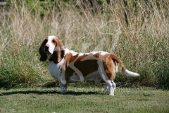 Basset Hound